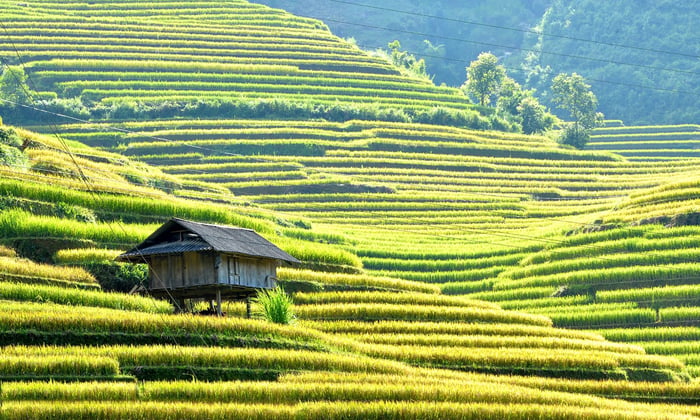 Terraced fields during the ripe rice season in Mu Cang Chai, Vietnam
