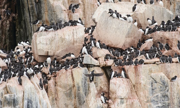 Guillemots on the bird cliffs of Svalbard