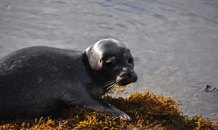 Seal Pup in Strangford Lough, Northern Ireland