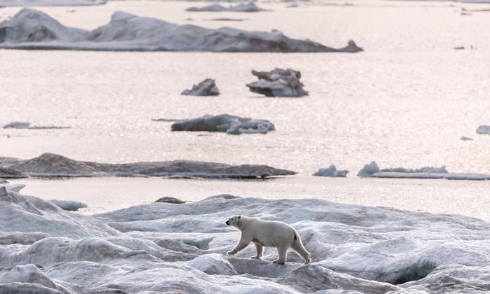Polar bear in the Arctic on a Silversea expedition cruise