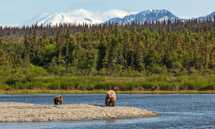 Grizzly Bears at Katmai National Park, Alaska