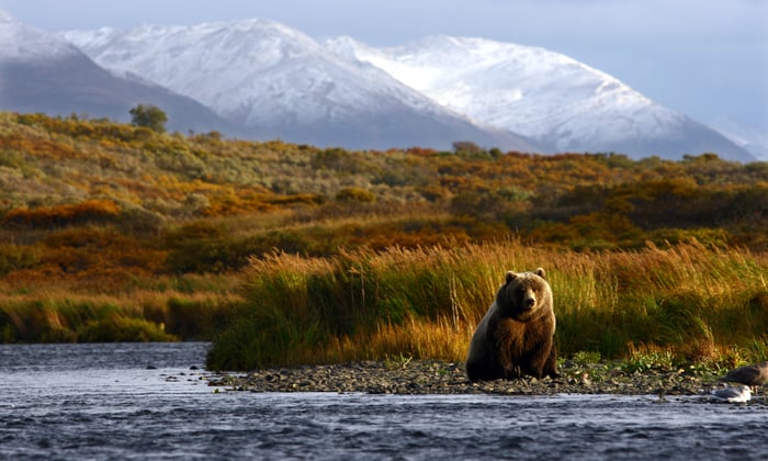 Brown bear in Kodiak, Alaska