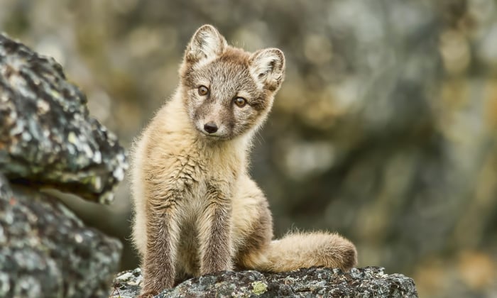 Arctic Fox, Svalbard
