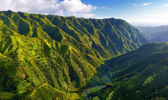 Kauai Jungle