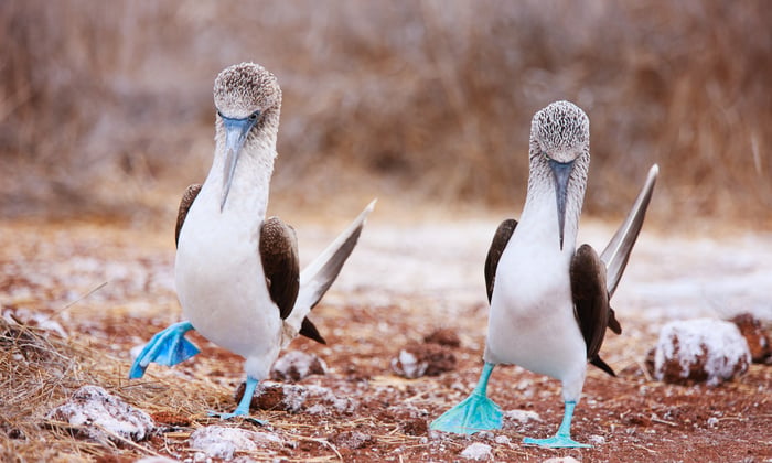 Pair of Blue Footed Boobies, Galapagos Islands 