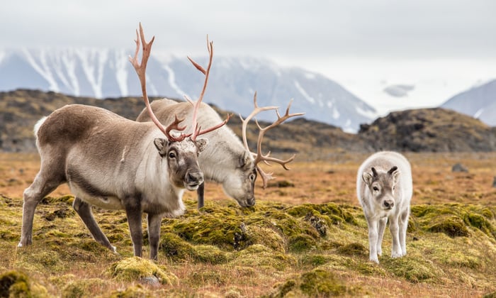 Reindeer in Svalbard, Norway
