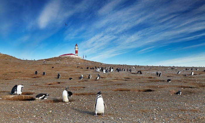 Penguins in Magdalena Island, Chile