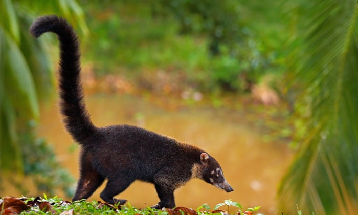 White Nosed Coati in Manuel Antonio National Park, Costa Rica