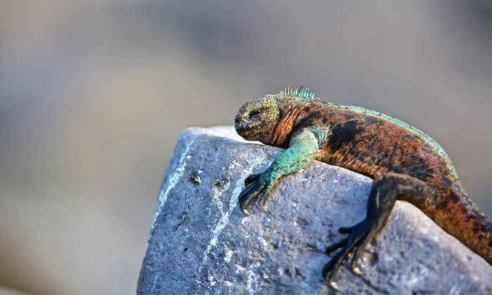 Iguana, Galapagos
