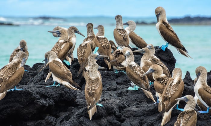 Blue Footed Boobies, Isabela Island