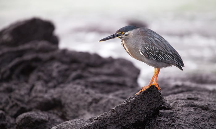 Heron stood on Lava in the Galapagos