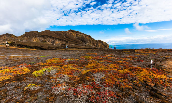 Punta Pitt Vegetation, San Cristobal