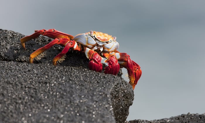 Sally Lightfoot Crab, Sombrero Chino Island