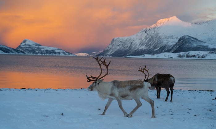 Reindeer in Svalbard, Norway