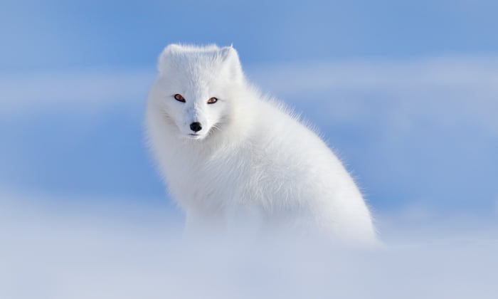 Polar Fox, Svalbard
