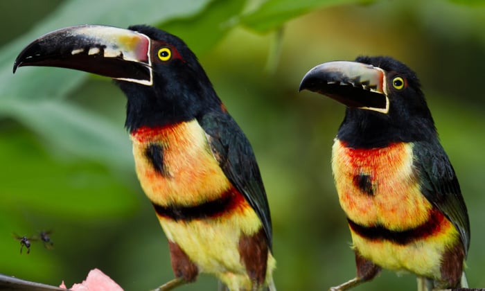 Acacari Toucans, Belize