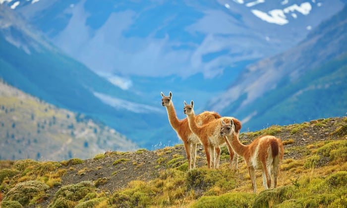 Guanacos in Torres Del Paine, Chile