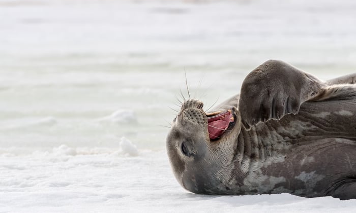 Seal Laughing by the Weddell sea