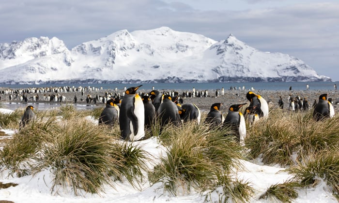 King Penguins on Salisbury Plain, South Georgia