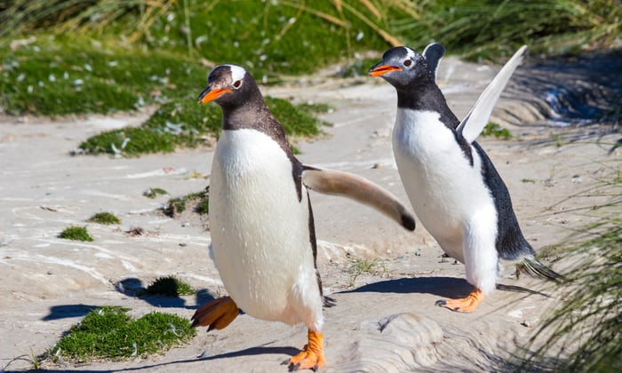 Gentoo Penguins in New Island, The Falklands