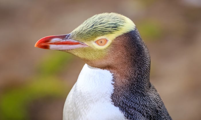 Yellow-eyed Penguin, New Zealand