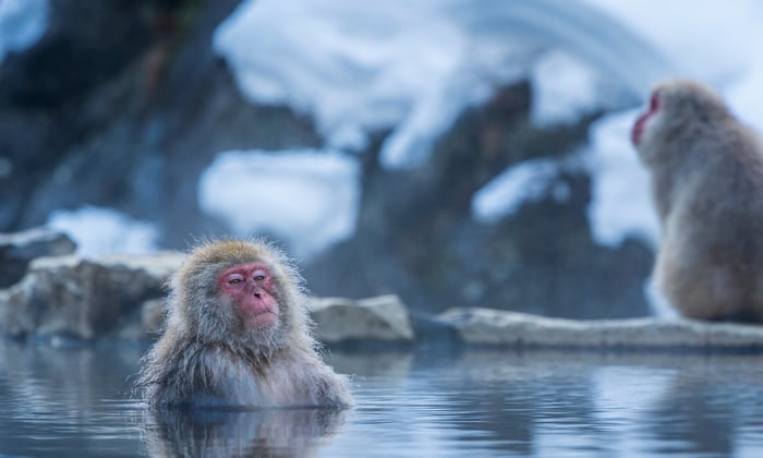 Snow Monkey in Hakodate, Japan
