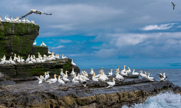 Gannets on the Isle of Noss, Scotland