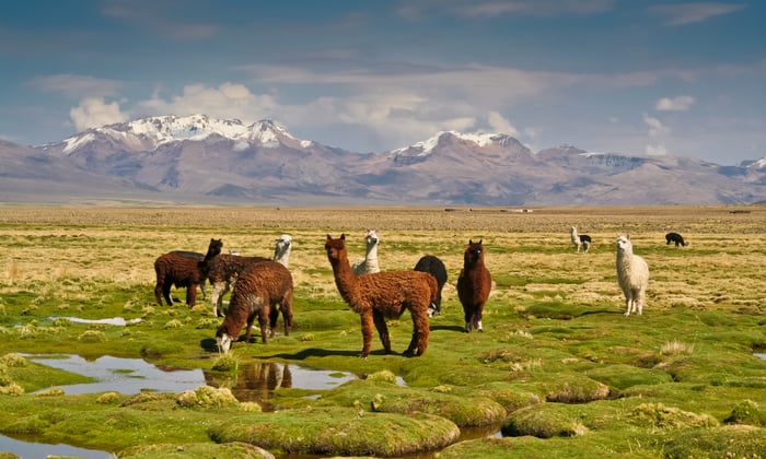 Llamas in Bolivia