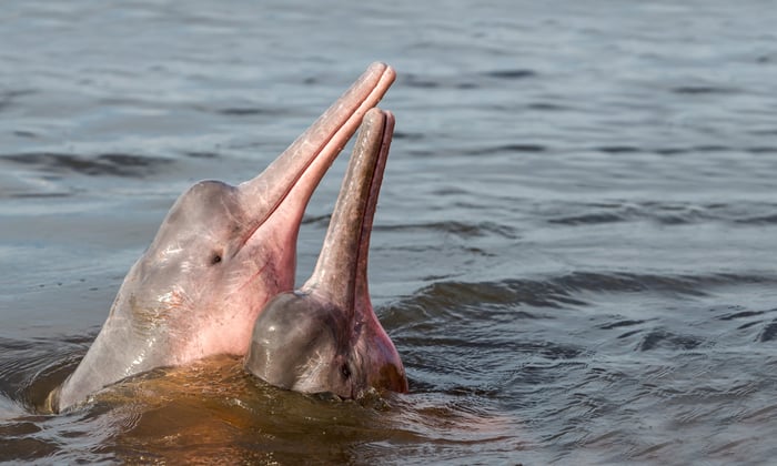 Pink Dolphins in the Amazon