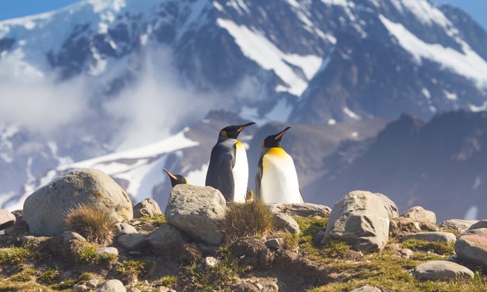 King Penguins on St Andrew's Bay, South Georgia