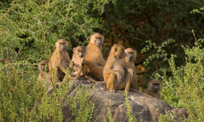 Baboons in Senegal