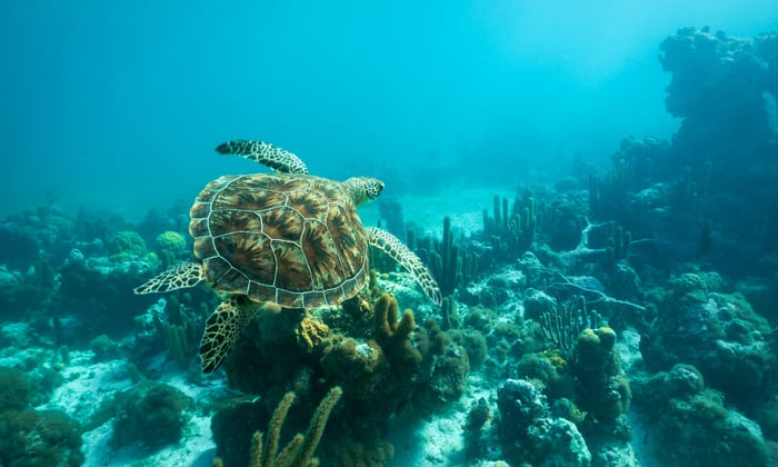 Smiths Reef, Turks and Caicos