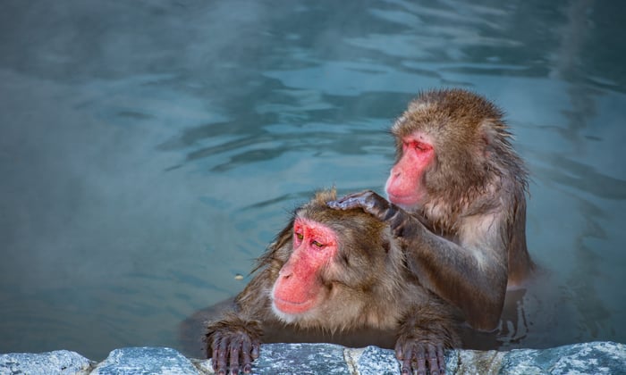 Japanese Macaque Snow Monkey in Hokkaido, Hakodate