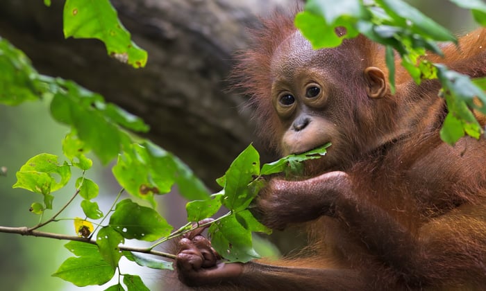 Orangutan in Borneo
