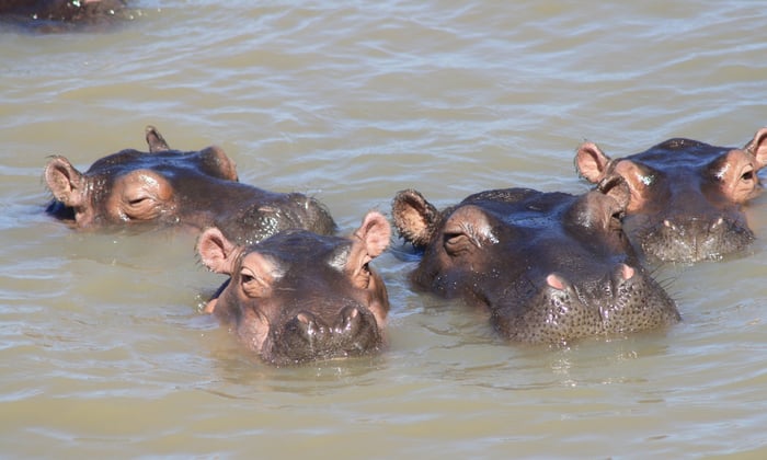 Hippos in South Africa
