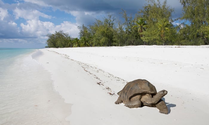 Giant Tortoise in Aldabra, Seychelles