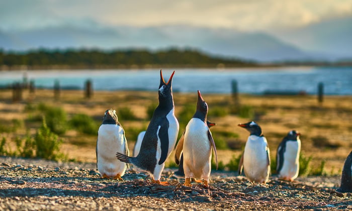 Penguins in Beagle Channel, Ushuaia, Argentina