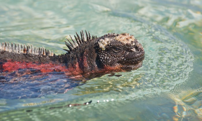 Marine Iguana Swimming in the Galapagos