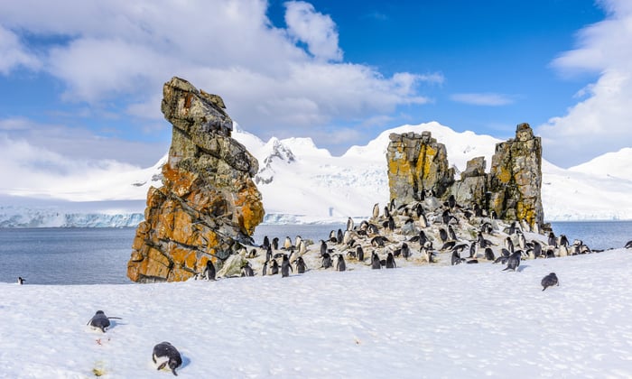 Chinstrap Penguins on Half Moon Island