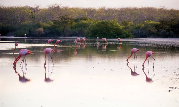Flamingos on Floreana, Galapagos