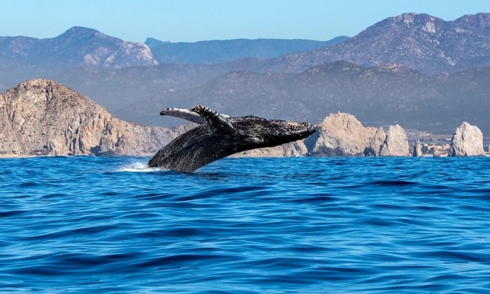Whale in the Sea of Cortez, Mexico
