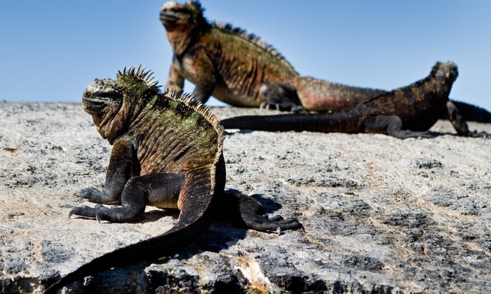 Galapagos Marine Iguanas