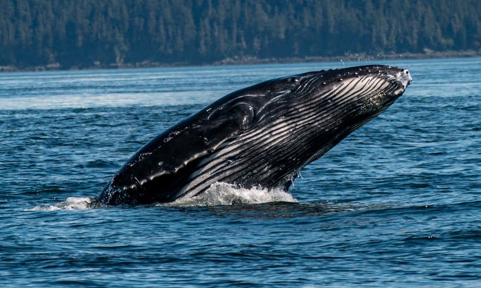 Humpback Whale in Juneau Alaska