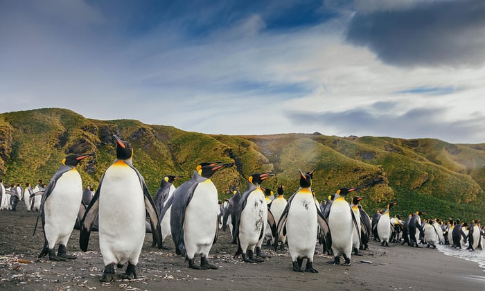 Quark Expeditions - Penguins in South Georgia