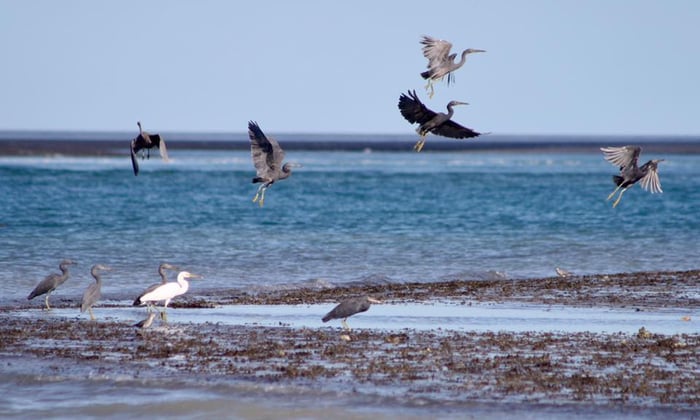 Birds on Montgomery Reef, Australia