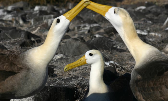 Waved albatross courting on Española island, Galapagos