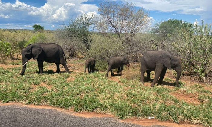 Elephants in Botswana