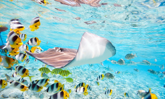 Colourful fish off Bora Bora, French Polynesia
