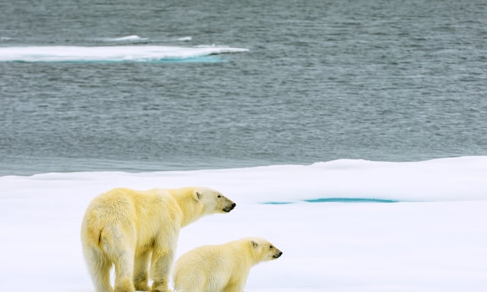 Polar bear with cub in Svalbard, Norway