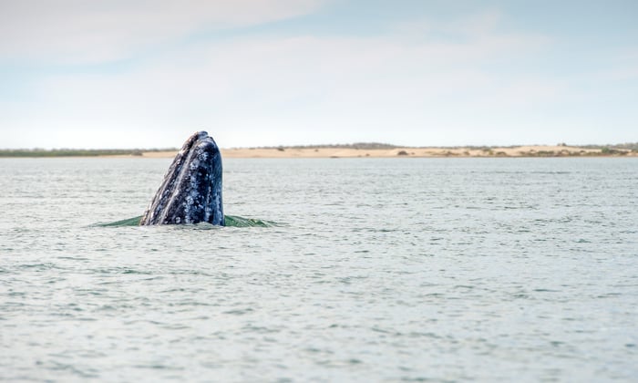 Gray whale in the Sea of Cortez, Mexico